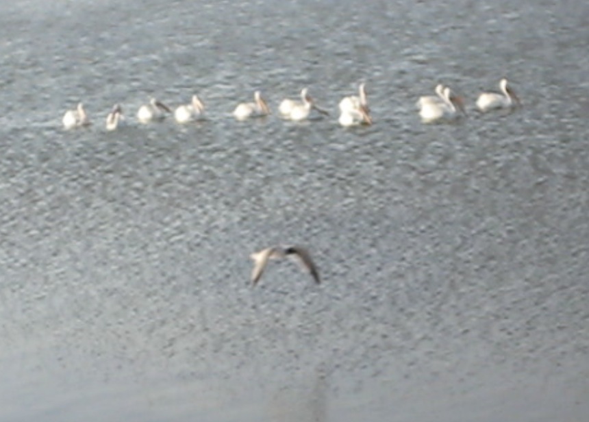 Birds!